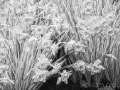 Daffodils