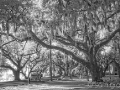 Jekyll Island Carriage Ride