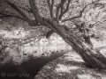 Leaning Tree at Children's Lake
