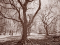 Longwood Gardens in Spring