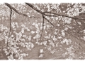 Dogwood Flowers