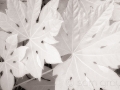 Leaf Pattern