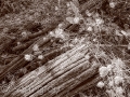 Forest Floor Detail