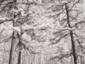 Three Pines