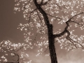 Spring Tree