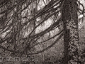Pine Tree with Vine