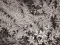 Ferns in Forest