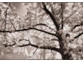 Backlit Tree