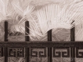 Ironwork & Sego Palm