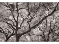 Live Oaks, Savannah, GA