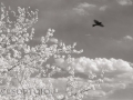 Blackbird Fly