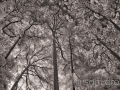 Tall Pines