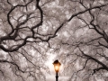 Liveoaks and Lamp