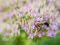 sg_20090826-176_blog