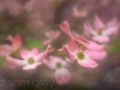 sg_20110428-0143_simplify2_blog