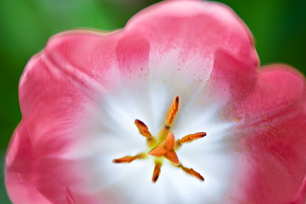 Pink Tulip - Lensbaby - Nikon D200