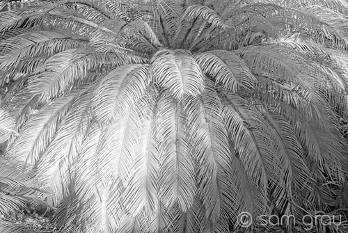 Palm - D200 Converted to IR