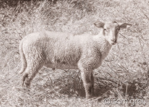 Sheep in Sepia - IR, converted D200