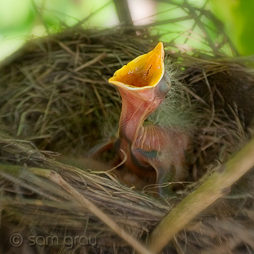 Hungry Robin Hungry Robin - D700, Lensbaby Composer