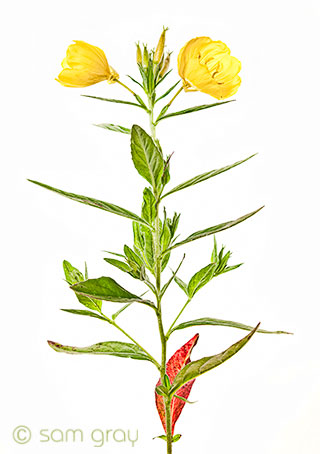Evening Primrose - D700, 24-70 f/2.8 @ f16