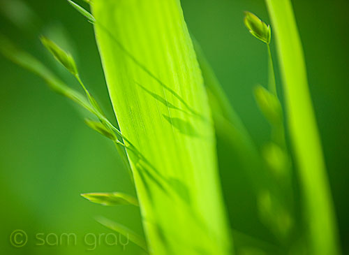 Simple Green - D700, 70-200 @ f/2.8