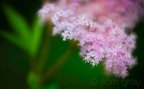 Soft Pink & Green - D700, 70-200 f/2.8