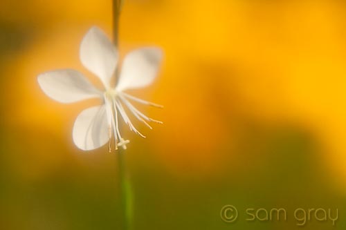 Soft White & Yellow - D700