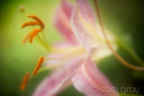 Soft Lilly - D700, 24-70 + soft focus filter
