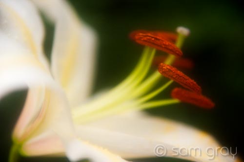 Soft Lilly 2 - D700