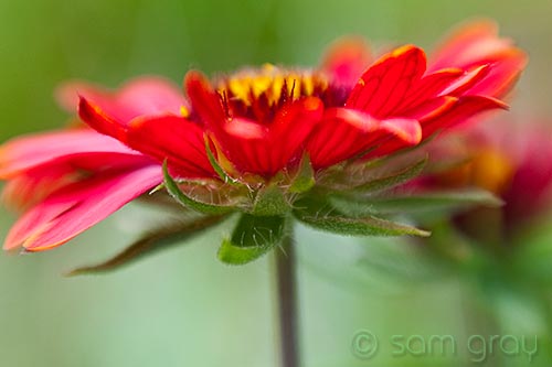 Garden Flowers 2 - D700, Lensbaby Composer