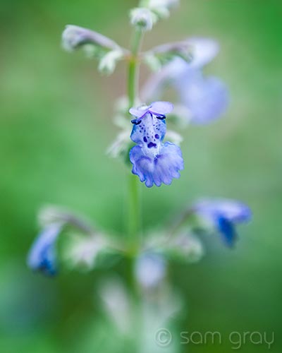 Garden Flowers 4 - D700, Lensbaby Composer