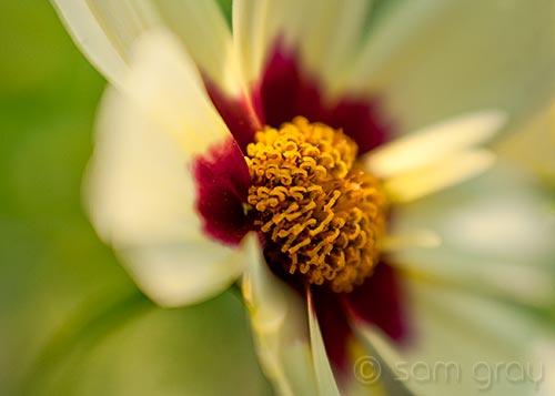 Garden Flowers 3 - D700, Lensbaby Composer