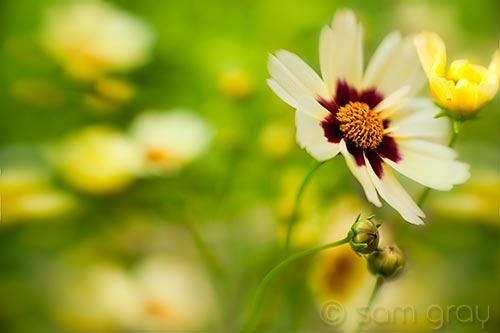 Garden Flowers - D700, Lensbaby Composer