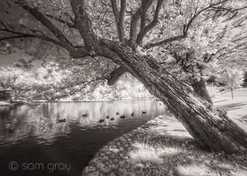 Leaning Tree & Ducks - IR, D200, Sigma 10-20