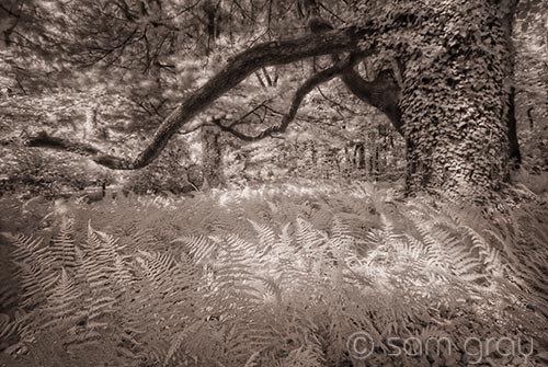 Forest Ferns - D200 IR Converted, Sigma 10-20mm