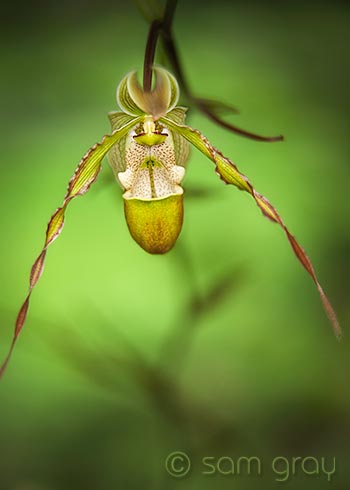 Orchid, Phragmipedium - D700, 24-78mm f/2.8