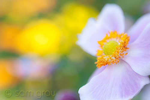 Lensbaby Flower - D700, Lensbaby Composer