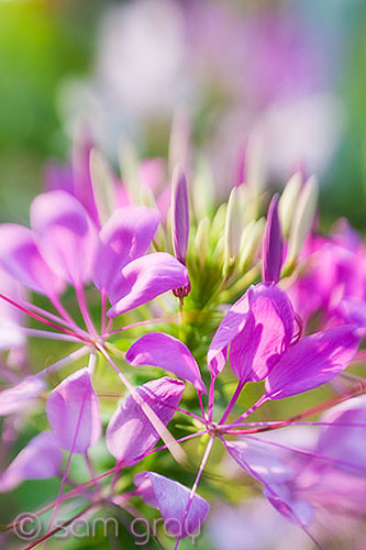 Lensbaby Flower 2 - D700, Lensbaby Composer