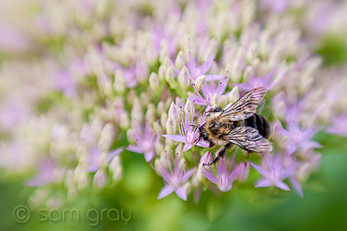 Lensbaby Flower & Bee - D700, Lensbaby Composer