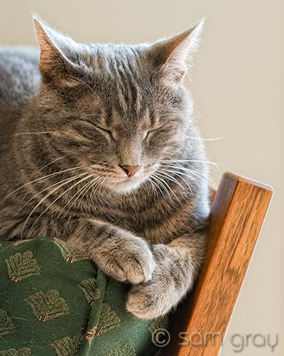 Digit Napping #2 - D700, 70-200 with 1.4x