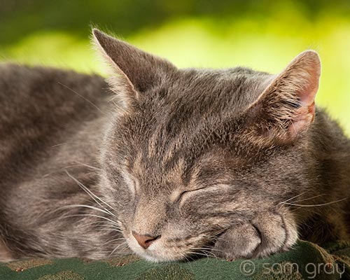 Digit Napping - D700, 70-200 with 1.4x