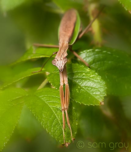 Female Mantis 2 - D700, 70-200mm w/500D
