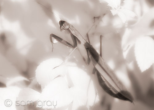 Mantis in Rose Bush - D200 Converted for IR