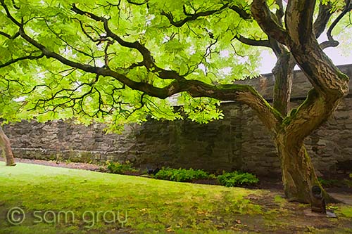 Stirling Castle Tree Stirling Castle Tree - D700, 24-70mm