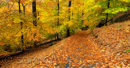 Autumn Path - D700, 24-70mm
