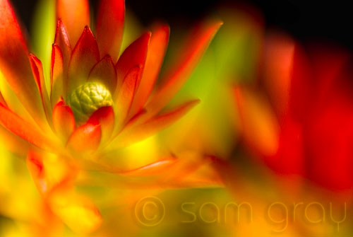 Holiday Colors - Lensbaby 3G