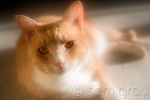 Romeo Glowing in Sunshine - Lensbaby SF Optic