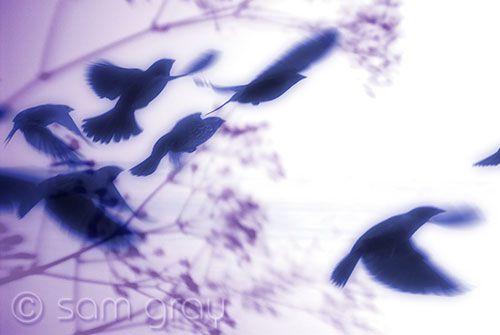 Texture Blend Birds Texture Blend Birds