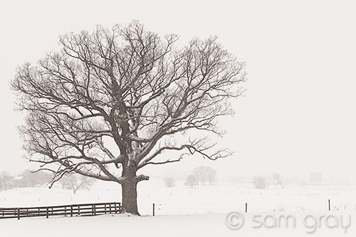 Snowy Oak