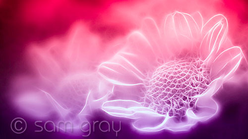Playing around with some flower shots in PS fractalius filter and some color